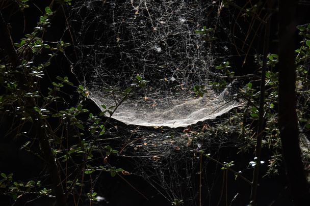 蜘蛛と暗い森の木々 の枝の網. - 写真・画像