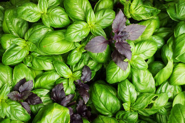 basil plant texture as very nice natural background - Photo, Image