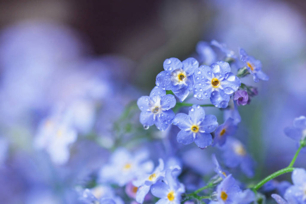 Gentle fresh tender forget-me-nots in delicate raindrops - Photo, image