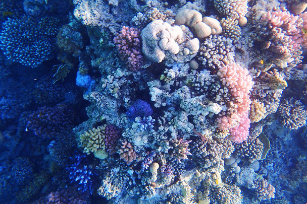 barriera corallina in Egitto con la natura di colore
      - Foto, immagini