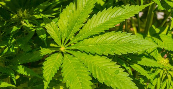 Close-up beeld van een Cannabis blad groeit op een plant op een zonnige dag - Foto, afbeelding
