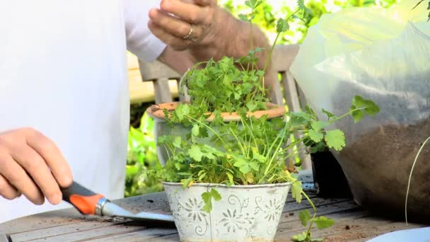Man sitting potting plants in the garden - Footage, Video