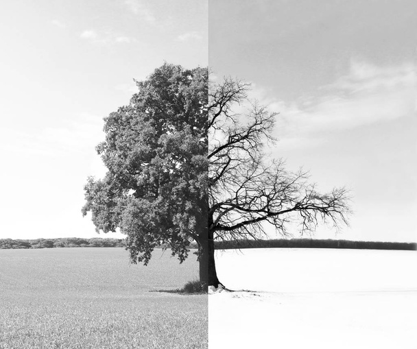 Foto abstrata preto e branco com árvore solitária
 - Foto, Imagem