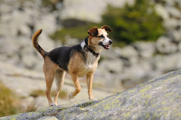 Happy dog in mountain environment - Photo, Image