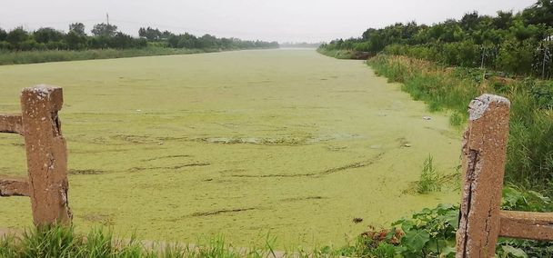 Qinkou 川は、2018 年 7 月 27 日中国東部の山東省浜州市市センカ地区 Xiawa 町に青緑色の藻で覆われています。 - 写真・画像
