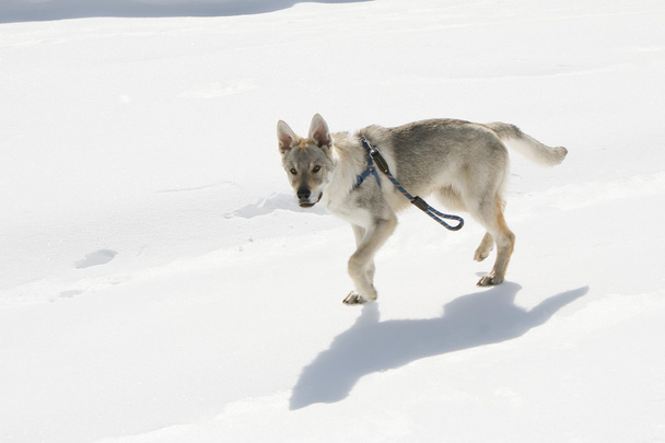 Dog walking on snow - Foto, imagen