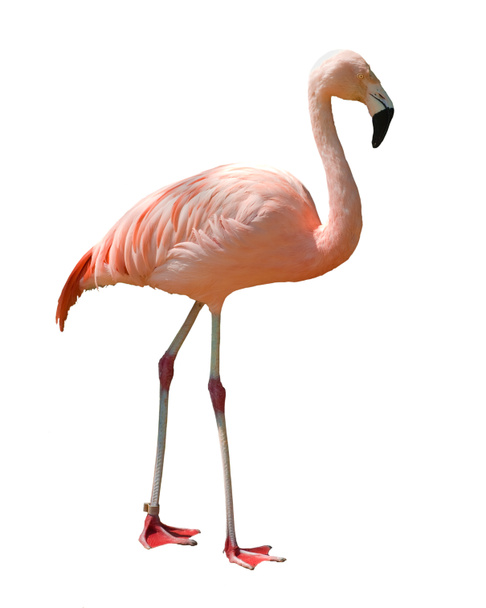 Isolated flamingo - Photo, Image