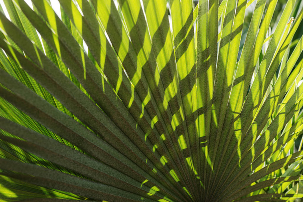 Естественный фон пальмовых листьев. Крупный план пальмовых листьев
 - Фото, изображение