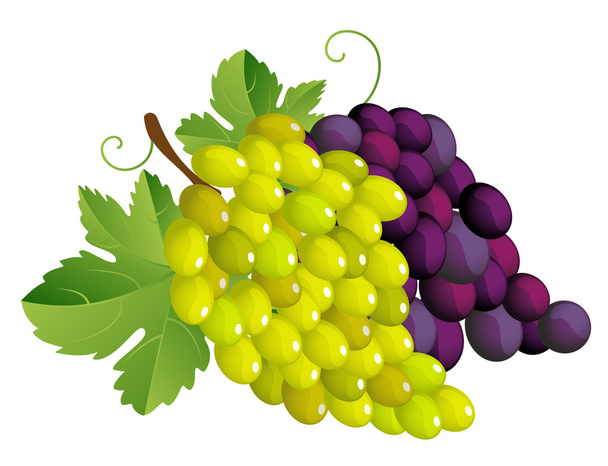 fehér szőlő - Vektor, kép