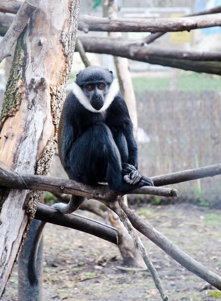 L'Hoest'ın maymun - Fotoğraf, Görsel