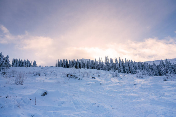 Snowy krajobraz o zachodzie słońca, zamarznięte drzewa zimą w Bułgarii. - Zdjęcie, obraz