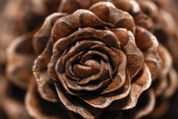Fir cones in the form of roses.Cones. Cones in the form of roses. European larch. - Photo, Image
