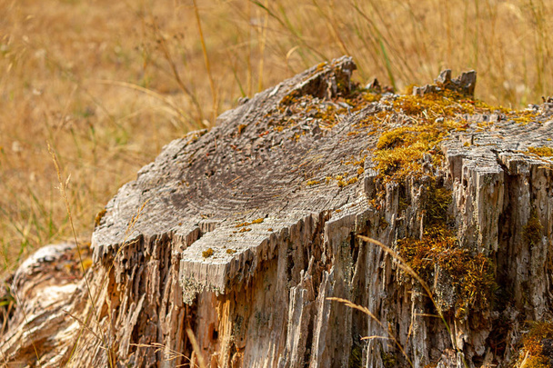dried out stump with golden grass and moss - Foto, imagen