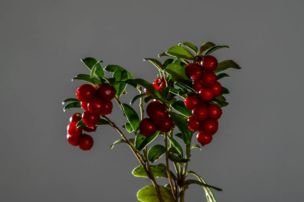 Cranberries com folhas. Cranberries em forma de coração ramo. Bando de Lingonberry no fundo escuro. Bando de cranberries vermelhas no fundo cinza. - Foto, Imagem