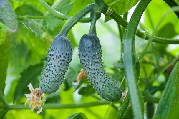 growing cucumbers in the garden - Photo, Image