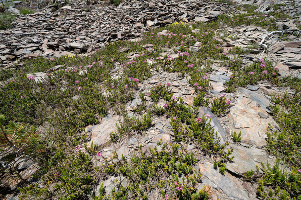 hübsche rosafarbene Wildblumen, die in großer Höhe entlang des 20-Seen-Becken-Weges in den kalifornischen östlichen Sierra-Nevada-Bergen wachsen. Blumen und Vegetation wachsen aus den großen Felsen - Foto, Bild
