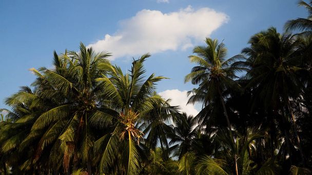 Palmen und blauer Himmel - Foto, Bild