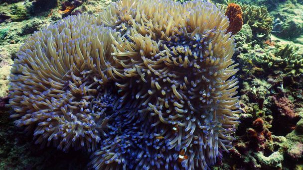 Korálové útesy a tropické ryby - Fotografie, Obrázek