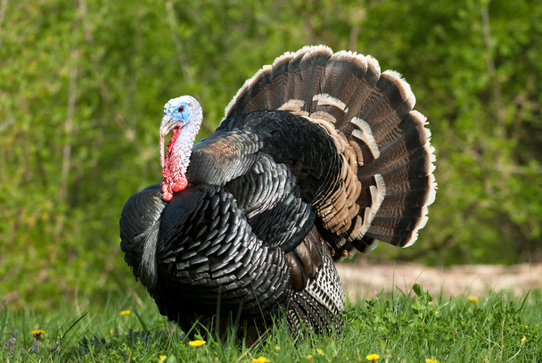 Турция на лугу
 - Фото, изображение