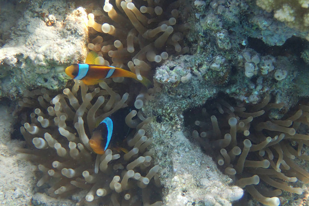 Epypt でサンゴ礁のカクレクマノミ - 写真・画像