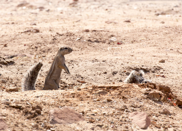 Kap ground orava Namibiassa talvella - Valokuva, kuva