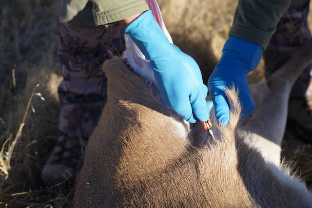 Il cacciatore di cervi pulisce il cervo ucciso sul campo per prepararlo alla lavorazione
 - Foto, immagini