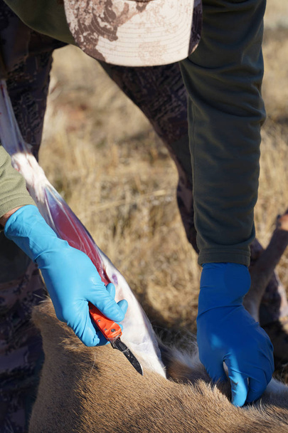 Deer hunter holding a knife prepares to skin and process the deer he shot in the field - Photo, Image