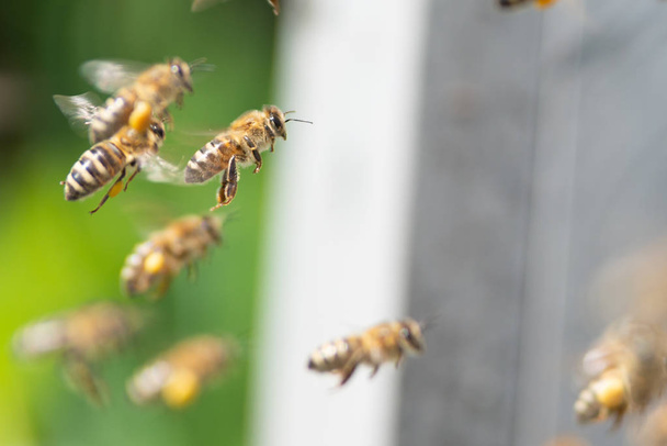 Miel de abeja de cerca
  - Foto, imagen