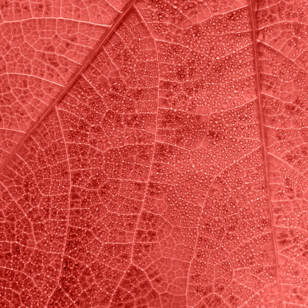 Texture vivante des feuilles de corail avec de petites gouttes et de minuscules veines
 - Photo, image