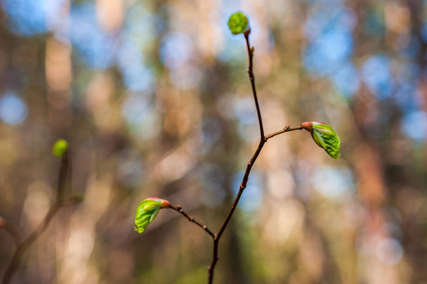 Fiatal mogyoró fa ág hajtás új növekvő levelek tavaszi erdő - Fotó, kép