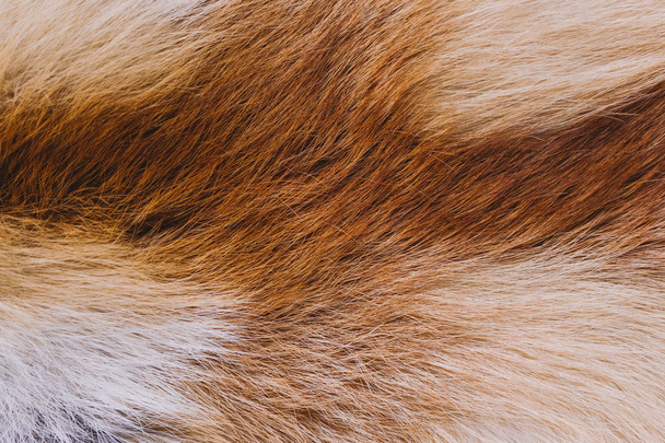 Closeup top view of fluffy texture of colorful real fox animal fur. Natural furry background. Horizontal color photography. - Photo, Image