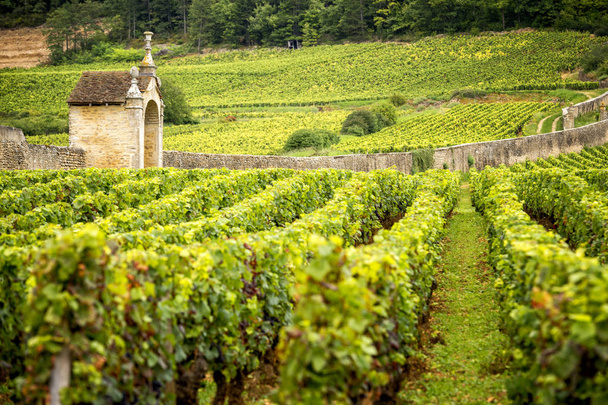 Colinas cubiertas de viñedos en la región vinícola de Borgoña, Francia
 - Foto, Imagen