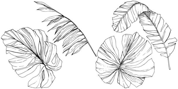 Векторное экзотическое гавайское лето. Черно-белый рисунок чернил. Изолированный элемент иллюстрации листьев
. - Вектор,изображение