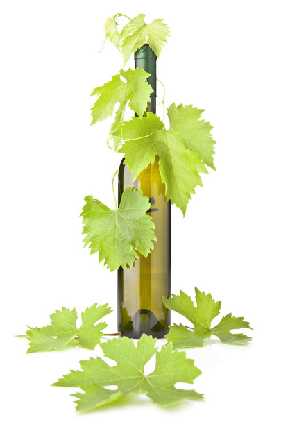 láhev na víno a mladé révy větev - Fotografie, Obrázek