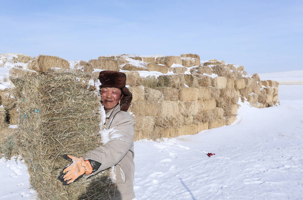 60 歳羊飼い温昫運ぶシリンゴル盟、中国北部の内蒙古自治区、2018 年 1 月 13 日草原の干し草の山 - 写真・画像