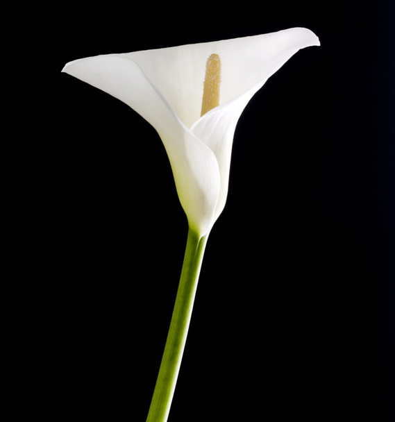 Lírio branco bonito calla
 - Foto, Imagem