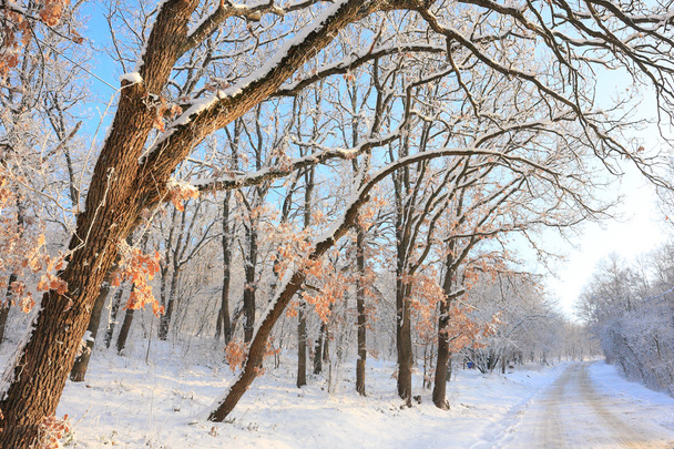 paceful bomen in winter achtergrond - Foto, afbeelding