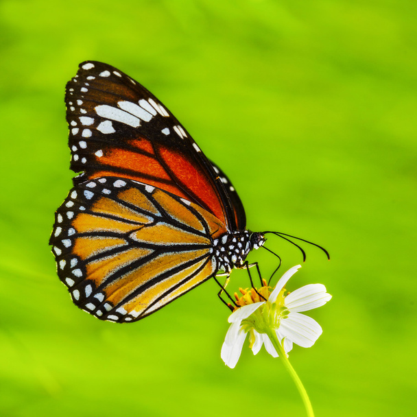 Vlinder - Foto, afbeelding