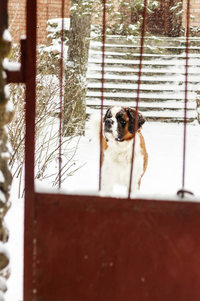 Winter is snowing. behind bars dog Caucasian-shepherd. Dog bite concept. have toning. - Photo, Image