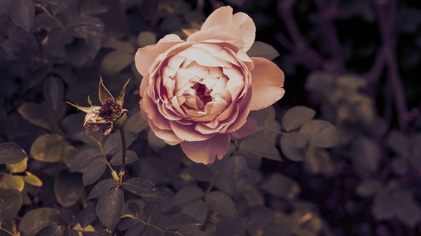 Primo piano di una rosa selvatica
 - Foto, immagini