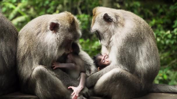Monos en el bosque de Bali. - Imágenes, Vídeo