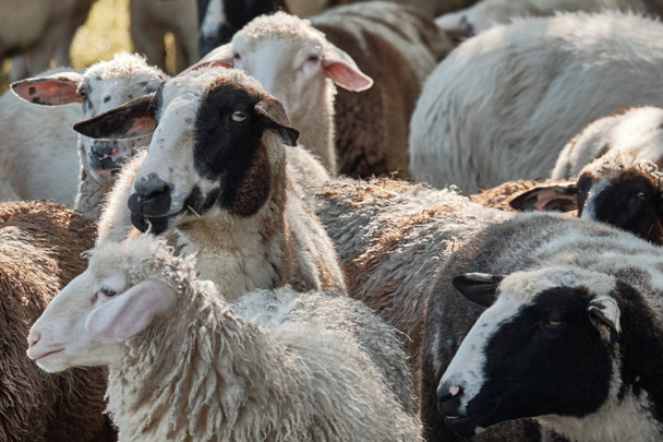 Αστεία πρόβατα δροσερό. Κοπάδι πρόβατα τρώνε χόρτο - Φωτογραφία, εικόνα