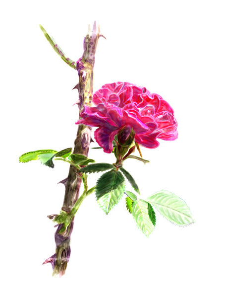 Rosa rossa su un ramo di cespuglio di rose. Isolato
. - Foto, immagini