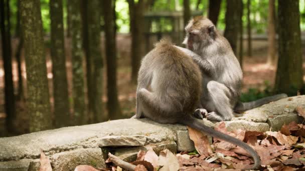 Bali 'deki ormanda maymunlar. - Video, Çekim