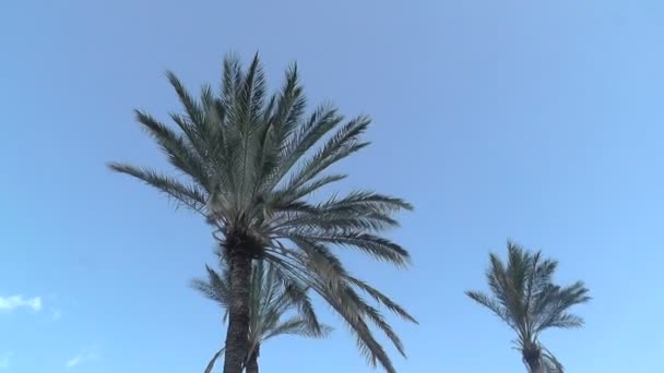 A kék égen Palms - Felvétel, videó