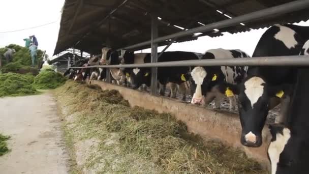 Kravského mléka na mléčné farmě. krmení krav. Černé a bílé krávy - Záběry, video