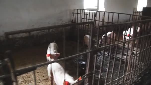 Feeding piglets. The old big pork farm. - Footage, Video