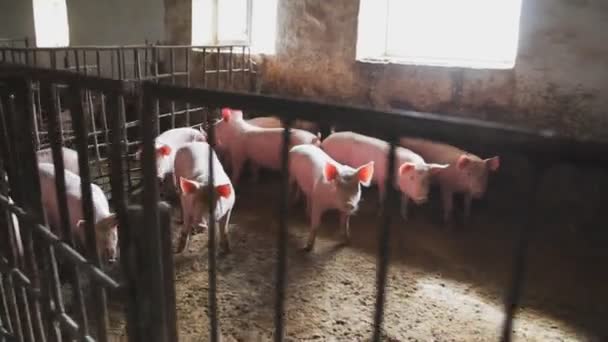 Domestic piglet. Pigs on a farm in the village - Filmati, video