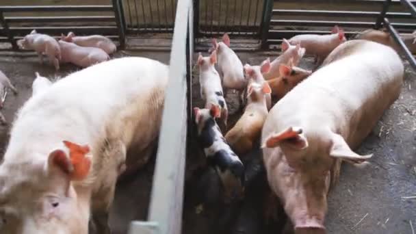 Fertile sow and piglets suckling in barn. Pig farm - Filmati, video