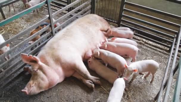 Newborn farrows eating sows milk. Pig farm. - Video